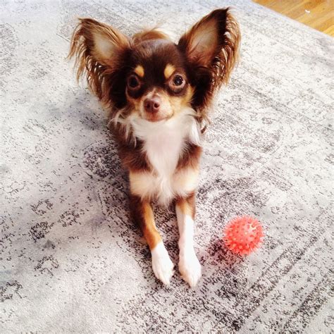 About a year old. . Craigslist long haired chihuahua